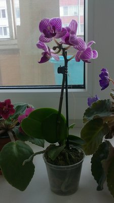 Фаленопсис среди фиалок7.JPG