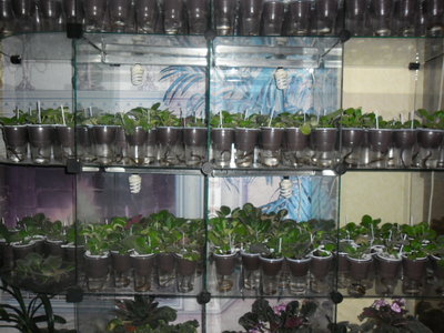 SAM_3464.JPG (550.94 КБ) 1900 просмотров мой "детсад" на фитильном поливе .(доливаю воду 1 раз в 2-3 недели!)))