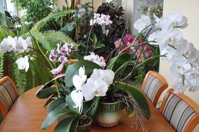 мои цветы.jpg