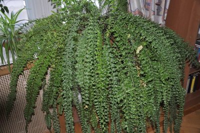 папоротник, крупный план.jpg