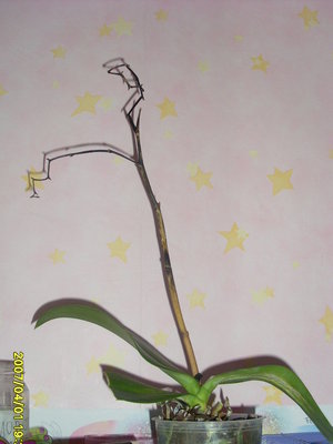 Продавщица сказала, что он замерз - стоял на полу