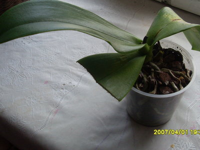 Этот сломан, а над ним абсолютно здоровый, зеленый, упругий и сочный. А корешки просвечиваются хорошие. Смотреть их буду дня через два.