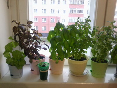 базилик и розмарин