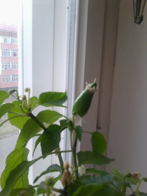 один из перчиков