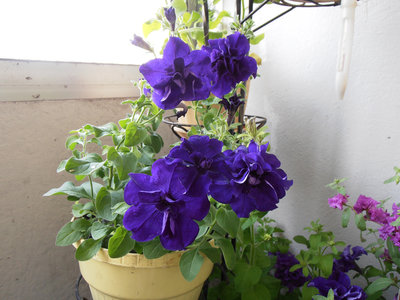 почти общий вид