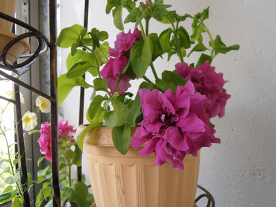 общий вид цвета бургунди