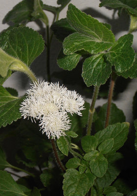 это сильно приближенный конечно