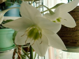 Эухарис (2).jpg