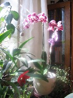 Это фаленопсис и каттлея, цветущая уже у меня (весьма хило)