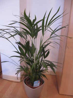 Areca-Palme