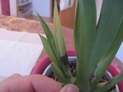 Орхидея  miltonia