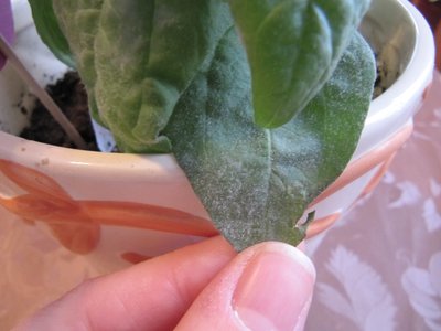 Подсолнух декоротивный