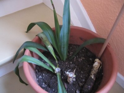 Yucca-Palme