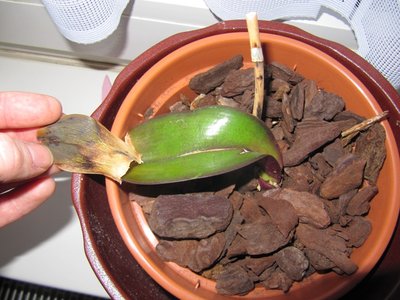 орхидеи после