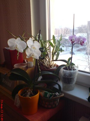 белая распустилась перед новым годом, ещё цветёт)