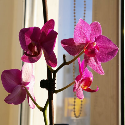 домашнее цветение