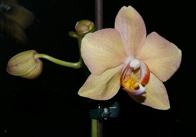 домашнее цветение в начале