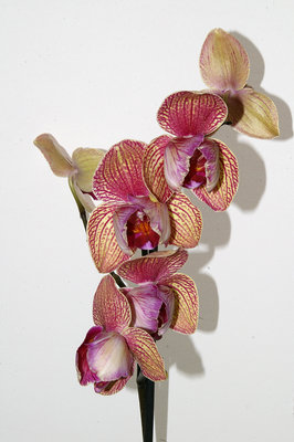 крупный план