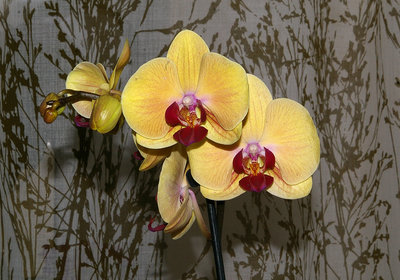 Это уже вечером со вспышкой крупно