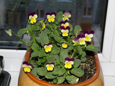 тянется к солнышку, всё время их поворачиваю