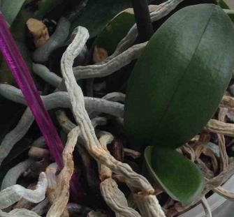 Два листочка,типа,росток,торчат среди корней