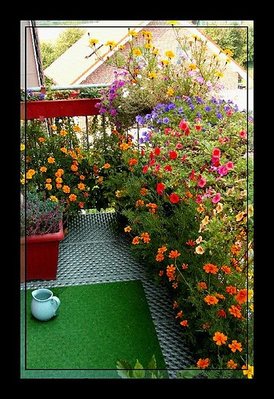 Много обычных бархатцев, а как смотрится