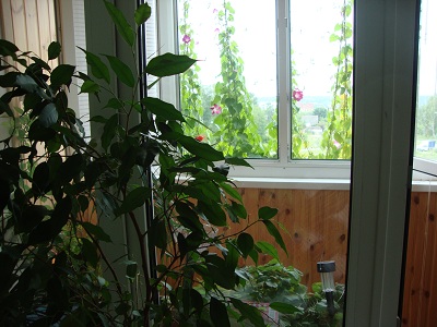 Вид из окна спальни на балкон