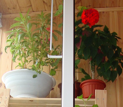 Вот поближе верхняя полка стеллажа: бальзамин, герань и пуантессия