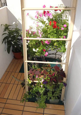 Кашпо, висевшее на лестнице, сорвалось - не выдержало пластиковое крепление подвеса. Теперь стоит сзади на стойке этот горшок.