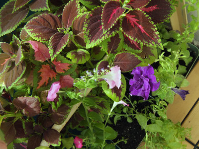 Синяя махровая петуния цветёт по одному-два цветка всего