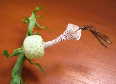 Ceropegia simoneae