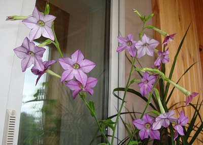 Цветки ближе