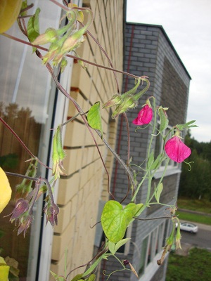 Горошек фуксия.jpg