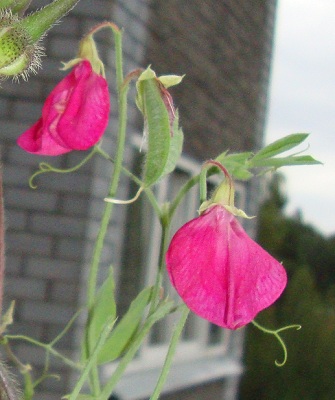 Горошек фуксия2.jpg