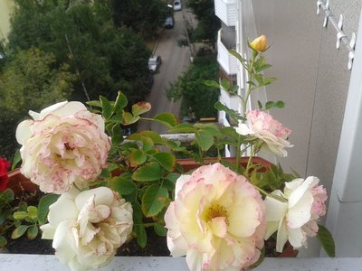 2013-08-31 15.30.52.jpg