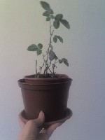 тут, конечно, не 10-15 см, а 7-10 :)