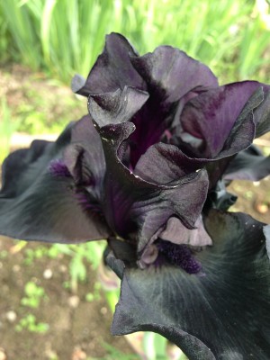 127 2 версия на форум.jpg