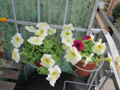 петунья Боярыня.JPG