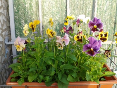 и фото с другой стороны, потому что все зацветающие кустики отличаются, сейчас насчитала 8 расцветок