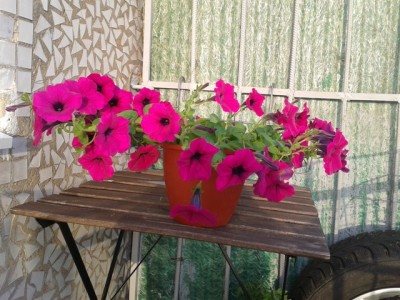 Парпл классик тоже очень пышный но я думала форма куста будет другой