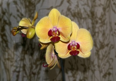 Магазинное цветение, один скромный цветонос был. Дома пока не цвела.