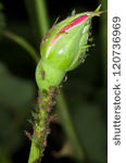 stock-photo-rose-bud-plagued-by-lice-aphids-120736969.jpg
