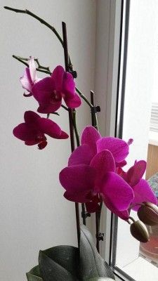 Моя любимица