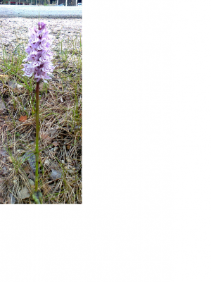 дикая орхидея 1,1.png