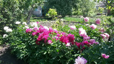 IMG-f657887337d3ce1fcb63c83298c8484a-V.jpg