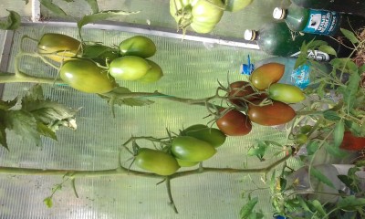 Черная сосулька