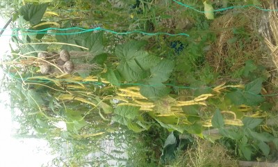 взошло семечко фасоли , не стала выдергивать - вот такая красавица в сентябре