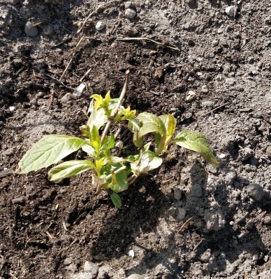 IMG_20200428_124157 (1).jpg