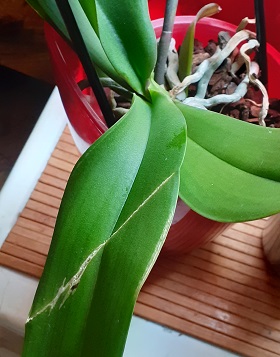 сломанный листочек