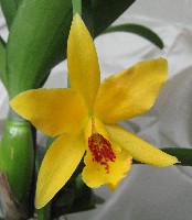 Желтая каттлея